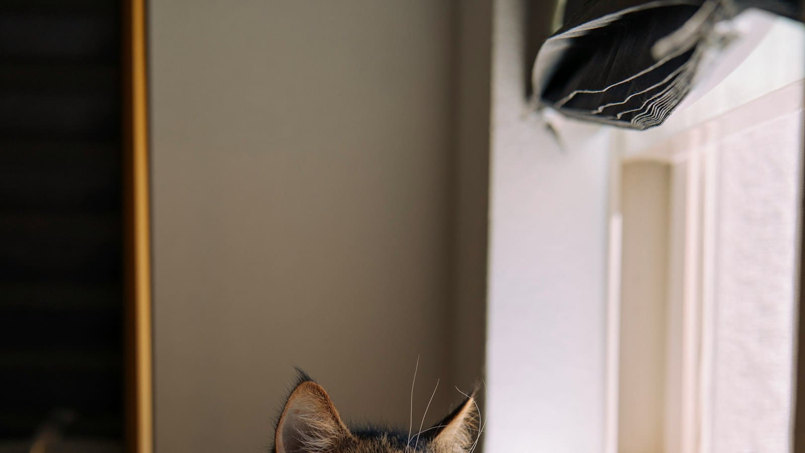 Partir en vacances avec son chat ou le faire garder ? Le guide pour décider