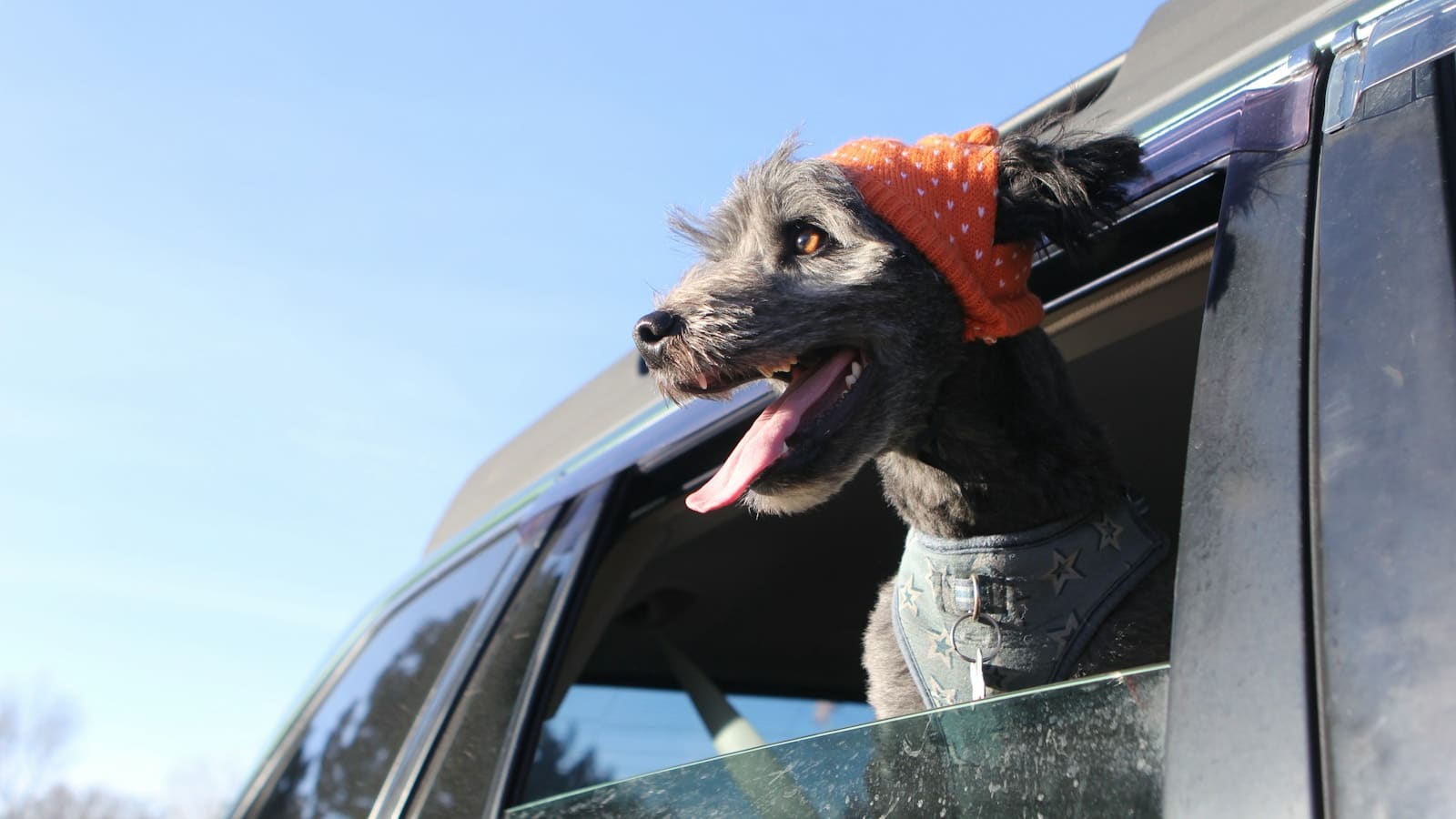 Voyage en voiture avec un chien et un chat : le guide anti-stress