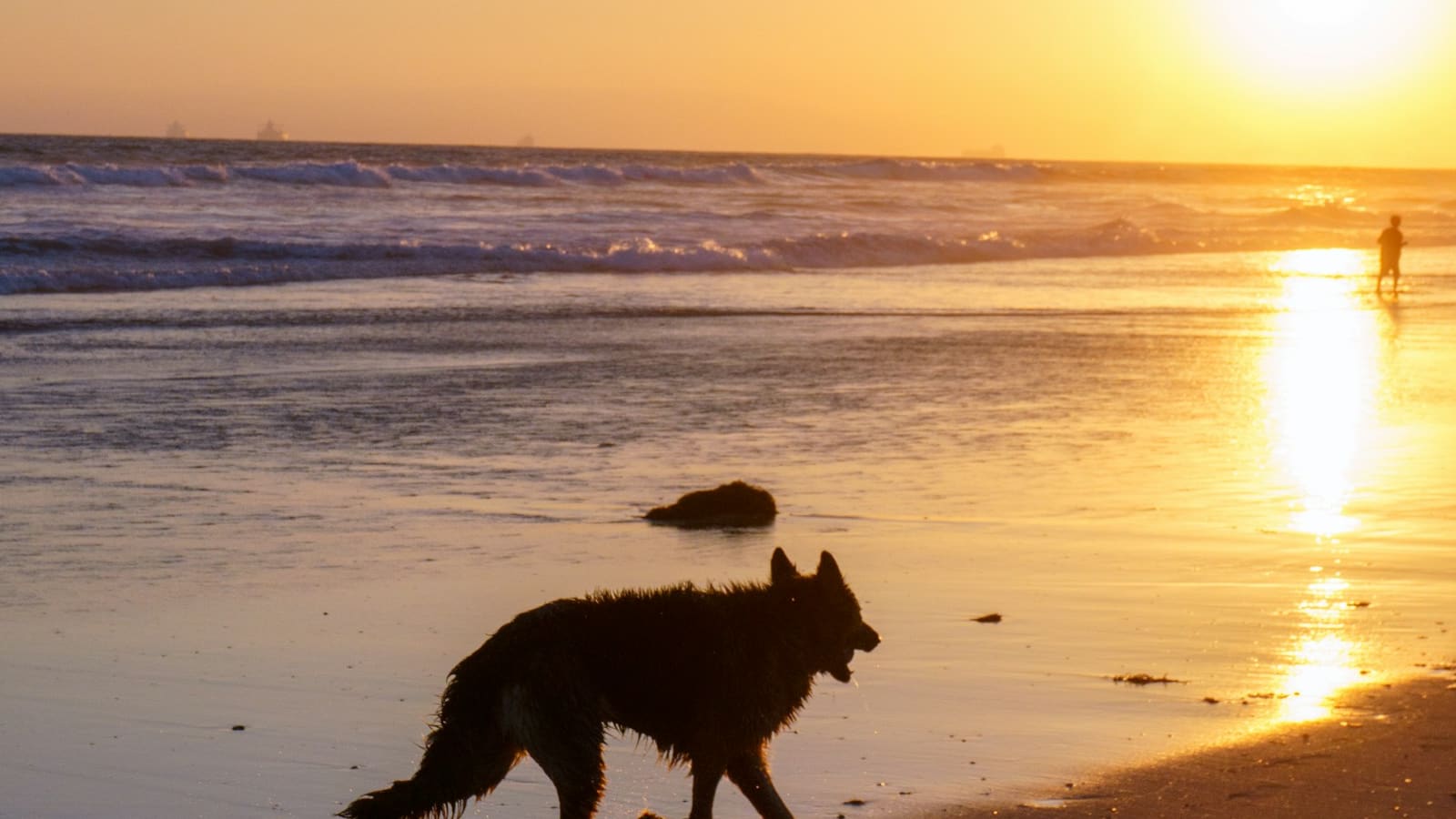 Voyager avec un chien et un chat, c'est possible : voici comment s'organiser